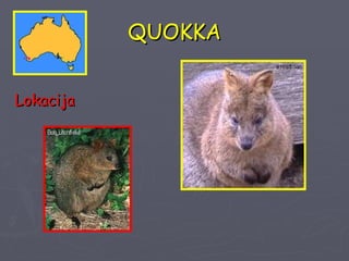 QUOKKA Lokacija 