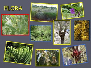 FLORA 