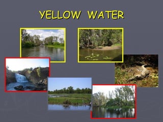 YELLOW  WATER 