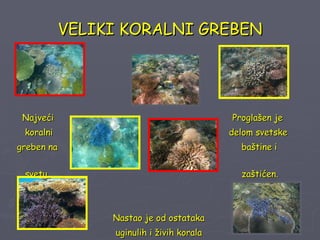 VELIKI KORALNI GREBEN Najveći   Proglašen je koralni   delom svetske greben na   baštine i   svetu.   zaštićen. Nastao je od ostataka uginulih i živih korala i sitnih morskih   životinja. 