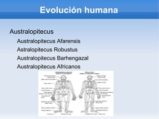 Evolución humana Australopitecus Australopitecus Afarensis 