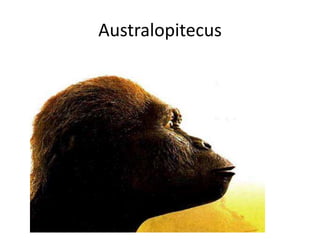Australopitecus
 