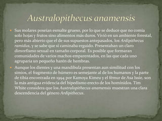 Australopithecus anamensisSus molares poseían esmalte grueso, por lo que se deduce que no comía solo hojas y frutos sino alimentos más duros. Vivió en un ambiente forestal, pero más abierto que el de sus supuestos antepasados, los Ardipithecusramidus, y se sabe que sí caminaba erguido. Presentaban un claro dimorfismo sexual en tamaño corporal. Es posible que formaran comunidades de varios machos emparentados, en las que cada uno agruparía un pequeño harén de hembras.Aunque los dientes y una mandíbula presentan aun similitud con los simios, el fragmento de húmero es semejante al de los humanos y la parte de tibia encontrada en 1994 por KamoyaKimeu y el fémur de Asa Issie, son la más antigua evidencia del bipedismo erecto de los homínidos. Tim White considera que los Australopithecusanamensis muestran una clara descendencia del género Ardipithecus.