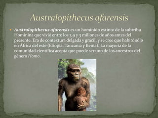 Australopithecusafarensis es un homínido extinto de la subtribuHominina que vivió entre los 3,9 y 3 millones de años antes del presente. Era de contextura delgada y grácil, y se cree que habitó sólo en África del este (Etiopía, Tanzania y Kenia). La mayoría de la comunidad científica acepta que puede ser uno de los ancestros del género Homo.Australopithecusafarensis