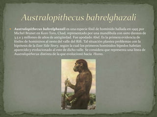 AustralopithecusbahrelghazaliAustralopithecusbahrelghazali es una especie fósil de homínido hallada en 1995 por Michel Brunet en Koro Toro, Chad, representado por una mandíbula con siete dientes de 3,5 a 3 millones de años de antigüedad. Fue apodado Abel. Es la primera evidencia de fósiles de homininos al oeste del valle del Rift. Tal situación plantea problemas con la hipótesis de la East SideStory, según la cual los primeros homínidos bípedos habrían aparecido y evolucionado al este de dicho valle. Se considera que representa una línea de Australopithecus distinta de la que evolucionó hacia  Homo.