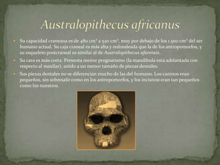 Australopithecus africanusSu capacidad craneana es de 480 cm³ a 520 cm³, muy por debajo de los 1.500 cm³ del ser humano actual. Su caja craneal es más alta y redondeada que la de los antropomorfos, y su esqueleto postcraneal es similar al de Australopithecusafarensis.Su cara es más corta. Presenta menor prognatismo (la mandíbula está adelantada con respecto al maxilar), unido a un menor tamaño de piezas dentales.Sus piezas dentales no se diferencian mucho de las del humano. Los caninos eran pequeños, sin sobresalir como en los antropomorfos, y los incisivos eran tan pequeños como los nuestros.