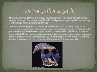 Australopithecus garhiAustralopithecusgarhi es una especie de homínido cuyos fósiles se descubrieron en 1996 por un grupo de investigadores liderado por el paleontólogo etíope BerhaneAsfaw y el antropólogo norteamericano Tim White.Inicialmente se creyó que era el eslabón perdido entre los géneros Australopithecusy Homo, y por lo tanto un ancestro nuestra especie. Sin embargo A. garhi es más avanzado que cualquier otro australopiteco, y una especie contemporánea (o casi) de las especies ancestrales de Homo, por lo tanto no es probable que sea un ancestro humano. Los restos hallados proceden de un lapso temporal con un escaso registro fósil, entre 2 y 3 millones de años. El nombre de la especie "garhi" es "sorpresa" en la lengua local Afar.