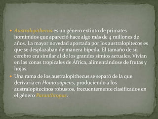 Australopithecus es un género extinto de primates homínidos que apareció hace algo más de 4 millones de años. La mayor novedad aportada por los australopitecos es que se desplazaban de manera bípeda. El tamaño de su cerebro era similar al de los grandes simios actuales. Vivían en las zonas tropicales de África, alimentándose de frutas y hojas.Una rama de los australopithecus se separó de la que derivaría en Homo sapiens, produciendo a los australopitecinos robustos, frecuentemente clasificados en el género Paranthropus.