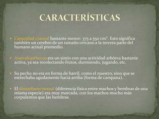 Capacidad craneal bastante menor: 375 a 550 cm³. Esto significa también un cerebro de un tamaño cercano a la tercera parte del humano actual promedio.Australopithecus era un simio con una actividad arbórea bastante activa, ya sea recolectando frutos, durmiendo, jugando, etc. Su pecho no era en forma de barril, como el nuestro, sino que se estrechaba agudamente hacia arriba (forma de campana).El dimorfismo sexual (diferencia física entre machos y hembras de una misma especie) era muy marcada, con los machos mucho más corpulentos que las hembras.CARACTERÍSTICAS
