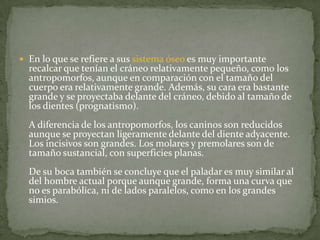 En lo que se refiere a sus sistema óseo es muy importante recalcar que tenían el cráneo relativamente pequeño, como los antropomorfos, aunque en comparación con el tamaño del cuerpo era relativamente grande. Además, su cara era bastante grande y se proyectaba delante del cráneo, debido al tamaño de los dientes (prognatismo).A diferencia de los antropomorfos, los caninos son reducidos aunque se proyectan ligeramente delante del diente adyacente. Los incisivos son grandes. Los molares y premolares son de tamaño sustancial, con superficies planas.De su boca también se concluye que el paladar es muy similar al del hombre actual porque aunque grande, forma una curva que no es parabólica, ni de lados paralelos, como en los grandes simios.