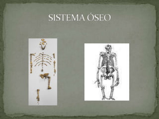 SISTEMA ÓSEO