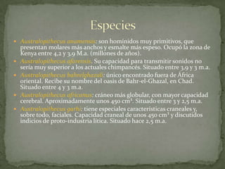 Australopithecus anamensis: son homínidos muy primitivos, que presentan molares más anchos y esmalte más espeso. Ocupó la zona de Kenya entre 4,2 y 3,9 M.a. (millones de años). Australopithecus afarensis. Su capacidad para transmitir sonidos no sería muy superior a los actuales chimpancés. Situado entre 3,9 y 3 m.a. Australopithecus bahrelghazali: único encontrado fuera de África oriental. Recibe su nombre del oasis de Bahr-el-Ghazal, en Chad. Situado entre 4 y 3 m.a. Australopithecus africanus: cráneo más globular, con mayor capacidad cerebral. Aproximadamente unos 450 cm³. Situado entre 3 y 2,5 m.a. Australopithecus garhi: tiene especiales características craneales y, sobre todo, faciales. Capacidad craneal de unos 450 cm³ y discutidos indicios de proto-industria lítica. Situado hace 2,5 m.a. Especies