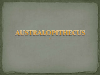 AUSTRALOPITHECUS 