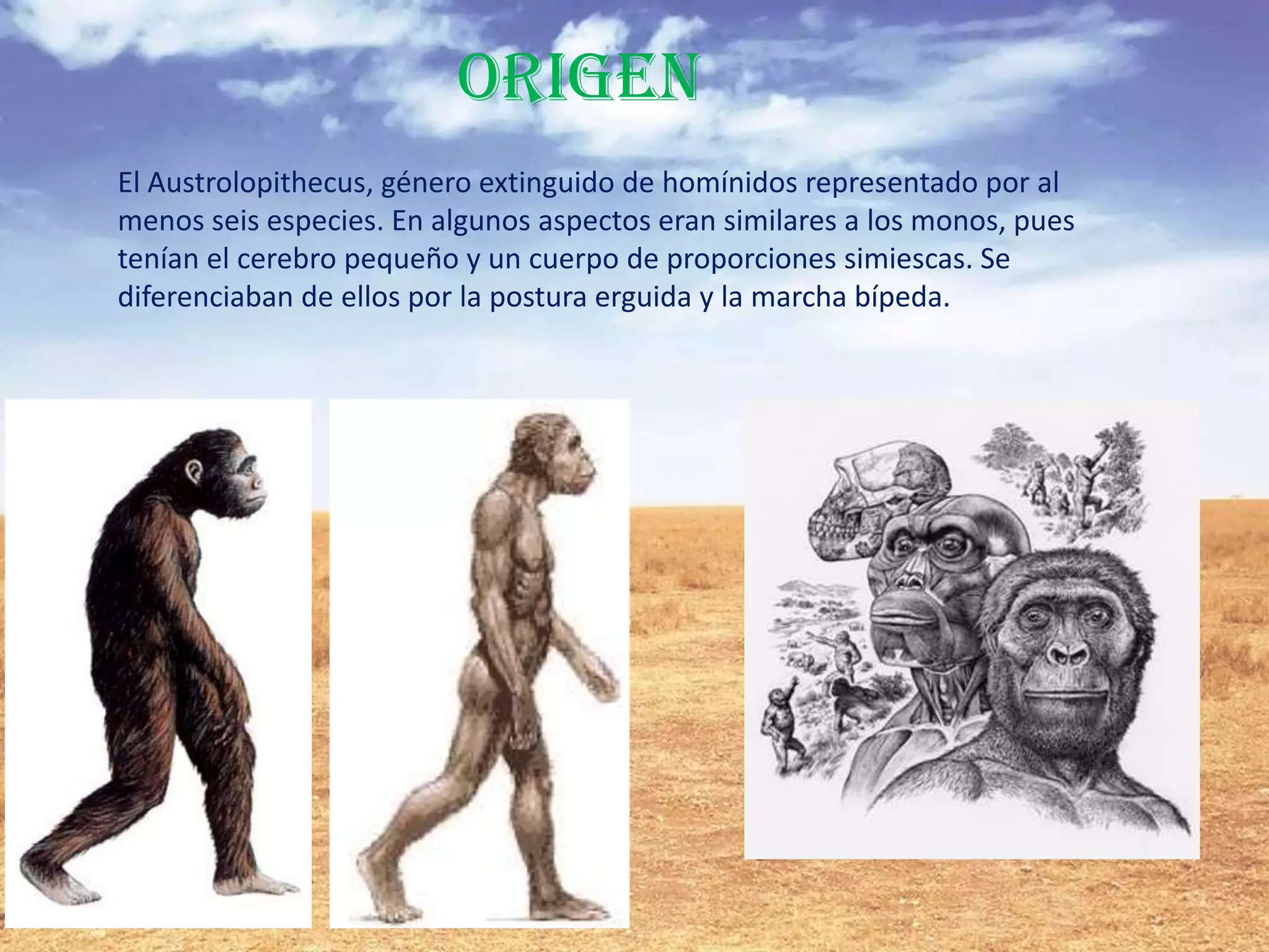 Australopithecus | PPTX