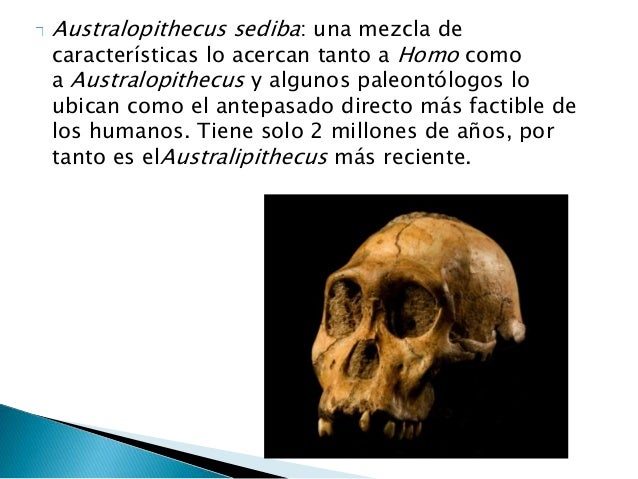Australopithecus