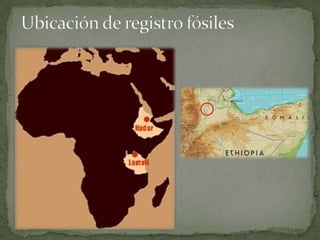 Australopithecus Afarensis