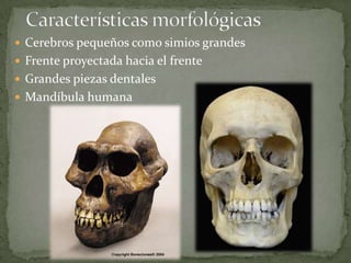 Australopithecus Afarensis