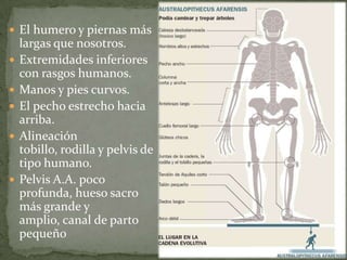 Australopithecus Afarensis