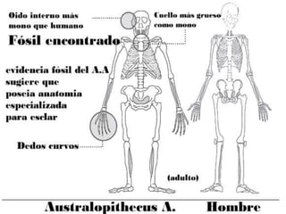 Australopithecus Afarensis
