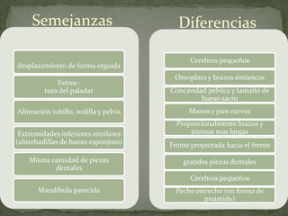 Australopithecus Afarensis