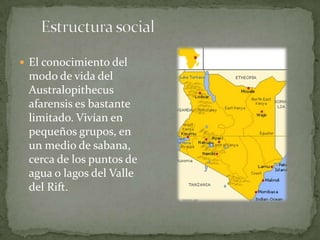 Australopithecus Afarensis