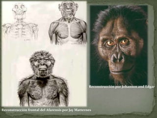Australopithecus Afarensis