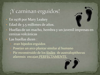 Australopithecus Afarensis