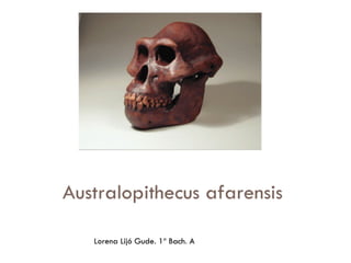 Australopithecus afarensis lorena