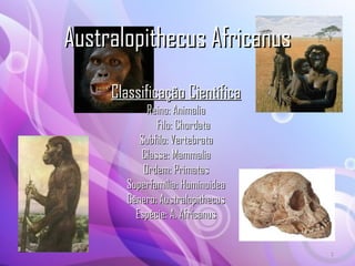 Australopithecus Africanus Classificação Científica Reino: Animalia Filo: Chordata Subfilo: Vertebrata Classe: Mammalia Ordem: Primatas Superfamília: Hominoidea Gênero: Australopithecus Espécie: A. Africanus 