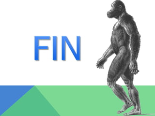 Australopithecus africanus