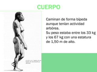CUERPO
Caminan de forma bípeda
aunque tenían actividad
arbórea.
Su peso estaba entre los 33 kg
y los 67 kg con una estatura
de 1,50 m de alto.
 