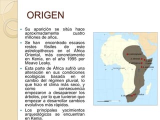 ORIGEN
 Su aparición se sitúa hace
aproximadamente cuatro
millones de años.
 Se han encontrado escasos
restos fósiles de este
astrolopithecus en el África
Oriental, más concretamente
en Kenia, en el año 1995 por
Meave Leaky.
 Esta parte de África sufrió una
alteración en sus condiciones
ecológicas basada en el
cambio del régimen pluvial, lo
que hizo el clima más seco, y
como consecuencia
empezaron a desaparecer los
árboles, por lo que tuvieron que
empezar a desarrollar cambios
evolutivos más rápidos.
 Los principales yacimientos
arqueológicos se encuentran
en Kenia.
 