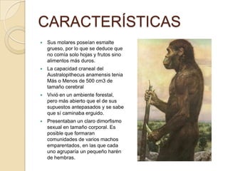 CARACTERÍSTICAS
 Sus molares poseían esmalte
grueso, por lo que se deduce que
no comía solo hojas y frutos sino
alimentos más duros.
 La capacidad craneal del
Australopithecus anamensis tenia
Más o Menos de 500 cm3 de
tamaño cerebral
 Vivió en un ambiente forestal,
pero más abierto que el de sus
supuestos antepasados y se sabe
que sí caminaba erguido.
 Presentaban un claro dimorfismo
sexual en tamaño corporal. Es
posible que formaran
comunidades de varios machos
emparentados, en las que cada
uno agruparía un pequeño harén
de hembras.
 
