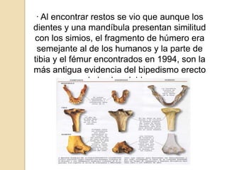 · Al encontrar restos se vio que aunque los
dientes y una mandíbula presentan similitud
con los simios, el fragmento de húmero era
semejante al de los humanos y la parte de
tibia y el fémur encontrados en 1994, son la
más antigua evidencia del bipedismo erecto
de los homínidos.
 