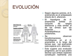 EVOLUCIÓN
 Según algunos autores, el A.
anamensis es el antepasado
directo de A. afarensis.
 El hipodigma de A.
anamensis exhibe un
conjunto de rasgos
distintivos y más similar al
de los simios que las
especies de
Australopithecus
posteriores.
 Se observan
transformaciones
morfológicas en el A.
anamensis a lo largo del
tiempo que van acercando
esta especie al A. afarensis.
 Esto sugiere una evolución
progresiva, por lo que podría
decirse que ambas especies
constituyen realmente una
 