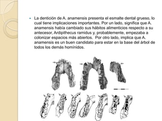  La dentición de A. anamensis presenta el esmalte dental grueso, lo
cual tiene implicaciones importantes. Por un lado, significa que A.
anamensis había cambiado sus hábitos alimenticios respecto a su
antecesor, Ardipithecus ramidus y, probablemente, empezaba a
colonizar espacios más abiertos. Por otro lado, implica que A.
anamensis es un buen candidato para estar en la base del árbol de
todos los demás homínidos.
 