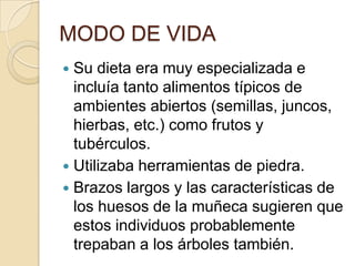 MODO DE VIDA
 Su dieta era muy especializada e
incluía tanto alimentos típicos de
ambientes abiertos (semillas, juncos,
hierbas, etc.) como frutos y
tubérculos.
 Utilizaba herramientas de piedra.
 Brazos largos y las características de
los huesos de la muñeca sugieren que
estos individuos probablemente
trepaban a los árboles también.
 