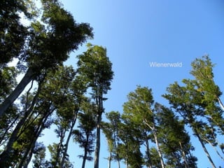Wienerwald
 