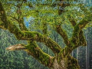 Antigas e Primordiais Florestas de Faia
dos Cárpatos e Outras Regiões da
Europa
 