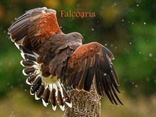 Falcoaria
 