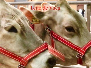 Leite de Vaca
 