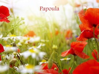Papoula
 