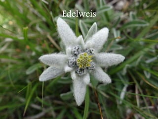 Edelweis
 