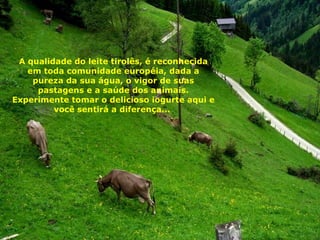 A qualidade do leite tirolês, é reconhecida em toda comunidade européia, dada a pureza da sua água, o vigor de suas pastagens e a saúde dos animais. Experimente tomar o delicioso iogurte aqui e você sentirá a diferença...  
