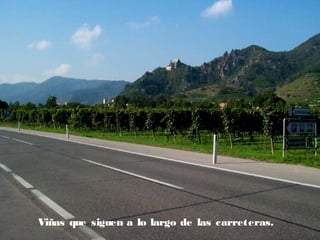 Viñas que siguen a lo largo de las carreteras.

 