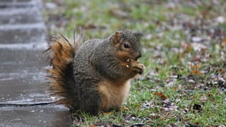 Ausziehen! Ausziehen!