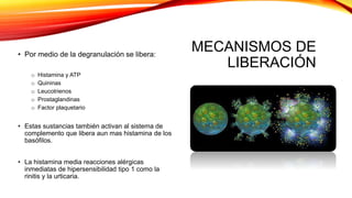 MECANISMOS DE
LIBERACIÓN
• Por medio de la degranulación se libera:
o Histamina y ATP
o Quininas
o Leucotrienos
o Prostaglandinas
o Factor plaquetario
• Estas sustancias también activan al sistema de
complemento que libera aun mas histamina de los
basófilos.
• La histamina media reacciones alérgicas
inmediatas de hipersensibilidad tipo 1 como la
rinitis y la urticaria.
 