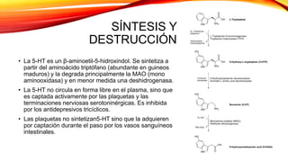 • La 5-HT es un β-aminoetil-5-hidroxindol. Se sintetiza a
partir del aminoácido triptófano (abundante en guineos
maduros) y la degrada principalmente la MAO (mono
aminooxidasa) y en menor medida una deshidrogenasa.
• La 5-HT no circula en forma libre en el plasma, sino que
es captada activamente por las plaquetas y las
terminaciones nerviosas serotoninérgicas. Es inhibida
por los antidepresivos tricíclicos.
• Las plaquetas no sintetizan5-HT sino que la adquieren
por captación durante el paso por los vasos sanguíneos
intestinales.
SÍNTESIS Y
DESTRUCCIÓN
 