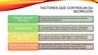 FACTORES QUE CONTROLAN SU
SECRECIÓN
• Noradrenalina estimula la secreción de Renina por medio de
receptores adrenérgicos B1
Sistema nervioso
Simpático
• La angiotensina II inhibe la secreción de renina. Inhibición por
acción del péptido sobre el aparato YG; Mecanismo de RANAngiotensina II
• La secreción de renina es controlada por la interrelación de 3
mensajeros intracelulares: AMPc, GMPc y el calcio citosolico
Vías de Señalización
Intracelular
• Vasodilatadores (hidralazina, minoxidil, nitroprusiato), Agonistas de
adrenoreceptores B, antagonistas de adrenoreceptores α y
inhibidores de fosfodiesterasa (teofilina, milrinona, rolipram)
Alteración Farmacológica
de Liberación de Renina
 