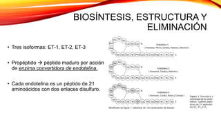 BIOSÍNTESIS, ESTRUCTURA Y
ELIMINACIÓN
• Tres isoformas: ET-1, ET-2, ET-3
• Propéptido  péptido maduro por acción
de enzima convertidora de endotelina.
• Cada endotelina es un péptido de 21
aminoácidos con dos enlaces disulfuro.
 